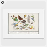 Natural History Ensemble, no. 15 - アンセルムス ボエティウス デ ブート Poster.