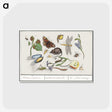 1-46_Anselmus-Boetius-de-Boodt_postcard