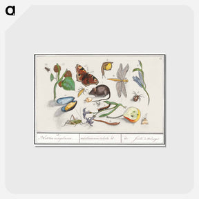 アートポストカード-Natural History Ensemble, no. 15 - アンセルムス ボエティウス デ ブート Postcard.