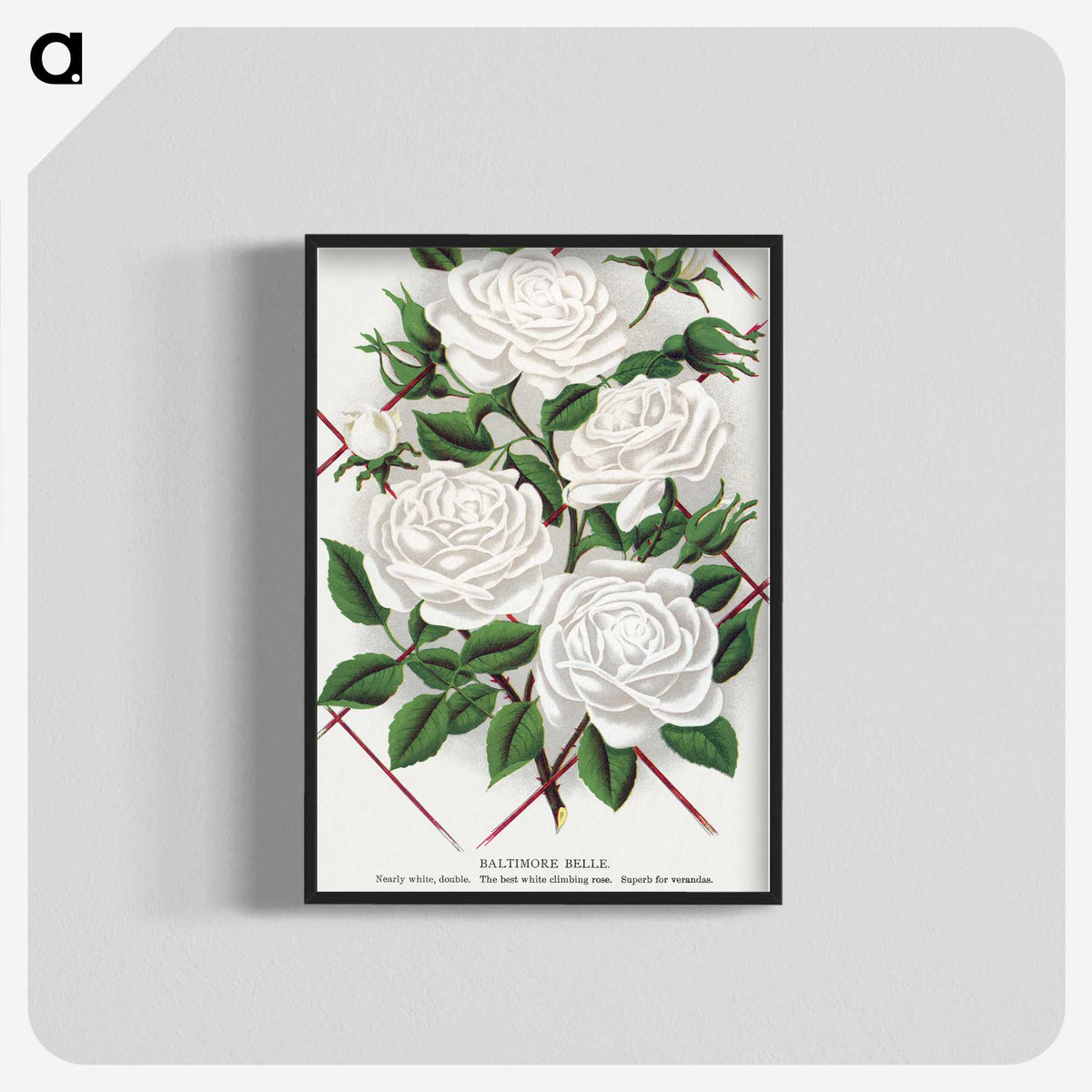 1-46_Botanical-Specimen-Plates_blk-crop