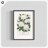 1-46_Botanical-Specimen-Plates_blk