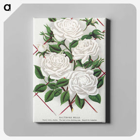 1-46_Botanical-Specimen-Plates_canvas