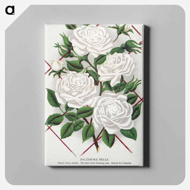 1-46_Botanical-Specimen-Plates_canvas