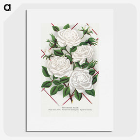 1-46_Botanical-Specimen-Plates_picture