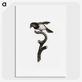 1-46_Des-Oiseaux-de-Paradis_picture