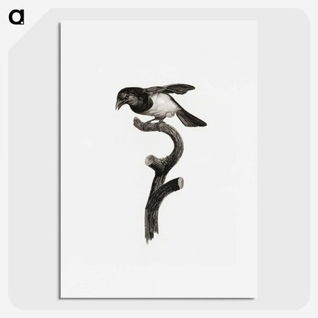 1-46_Des-Oiseaux-de-Paradis_picture