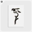 1-46_Des-Oiseaux-de-Paradis_postcard