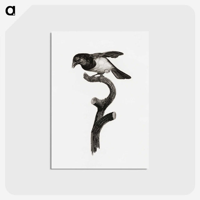1-46_Des-Oiseaux-de-Paradis_postcard