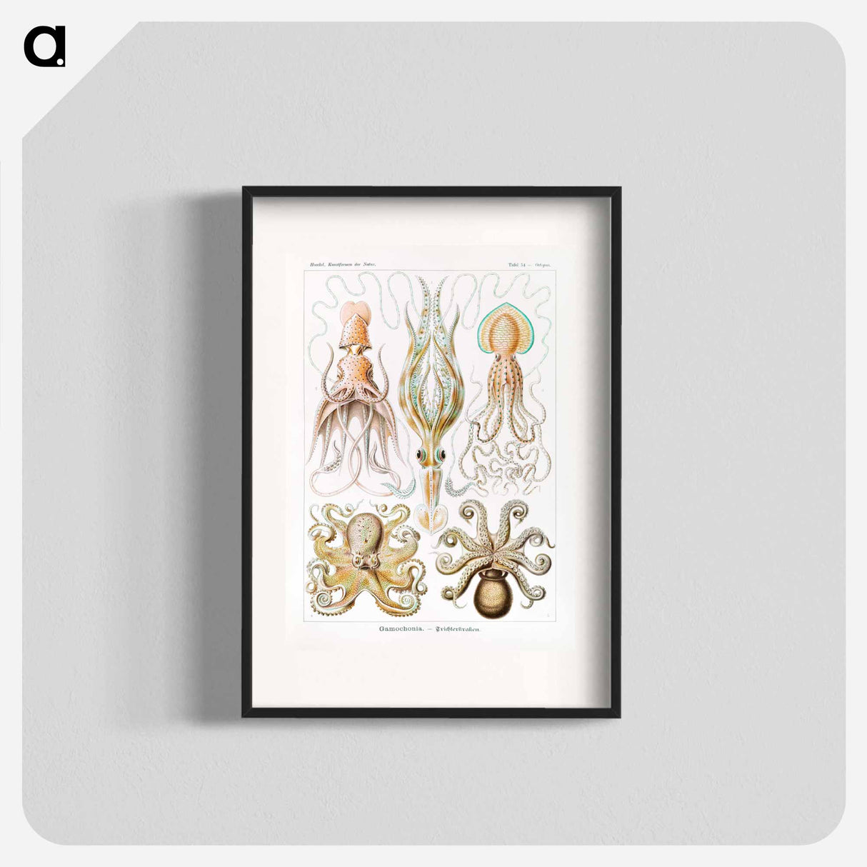 Gamochonia–Trichterkraken from Kunstformen der Natur - エルンスト ヘッケル Poster.