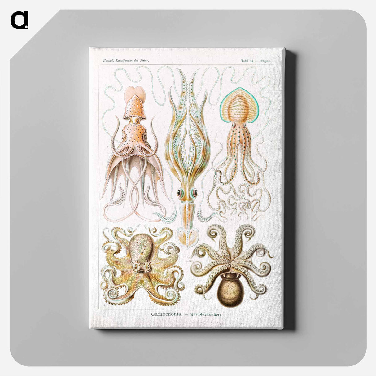 Gamochonia–Trichterkraken from Kunstformen der Natur - エルンスト ヘッケル Canvas.