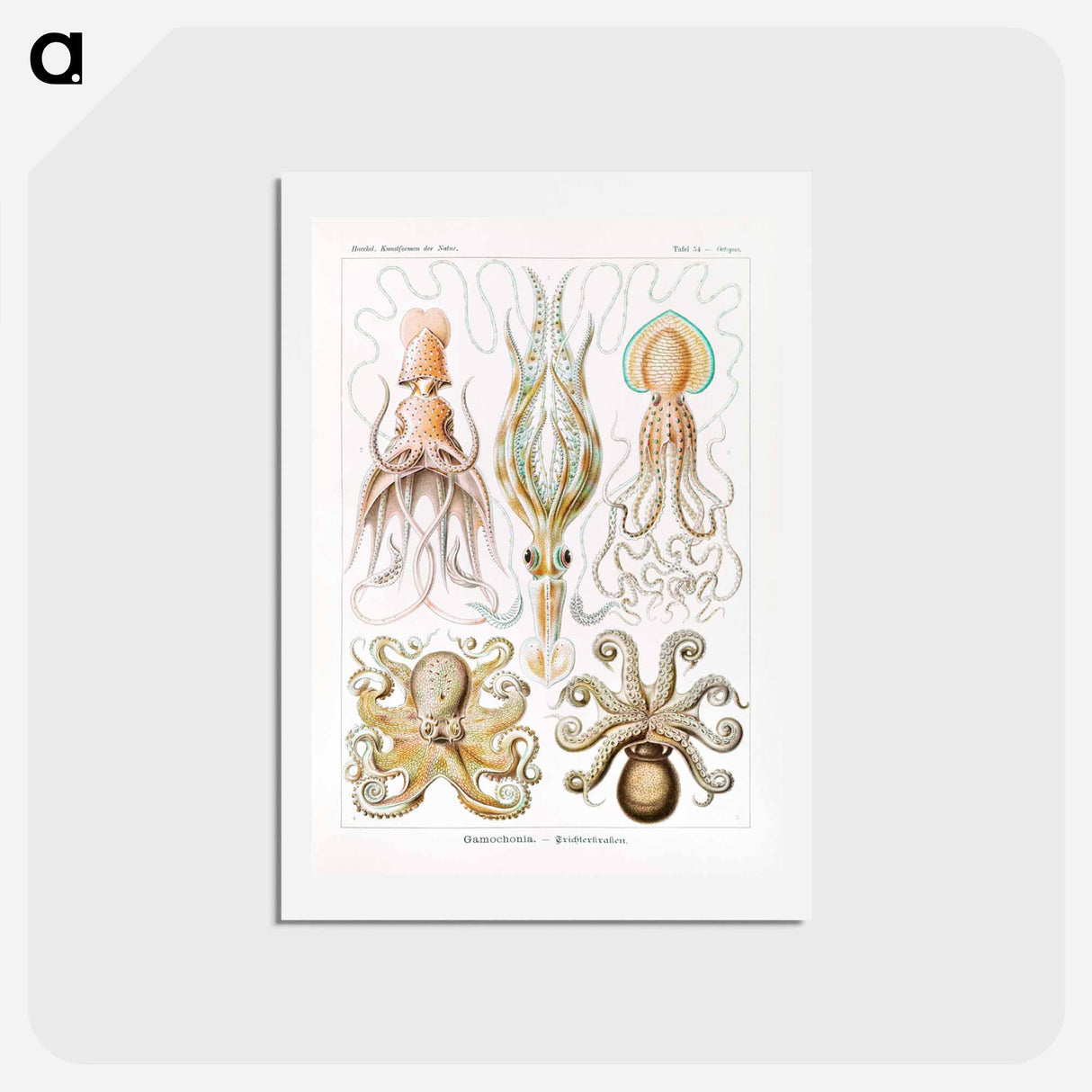 アートポストカード-Gamochonia–Trichterkraken from Kunstformen der Natur - エルンスト ヘッケル Postcard.