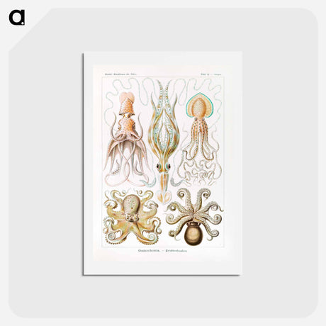 アートポストカード-Gamochonia–Trichterkraken from Kunstformen der Natur - エルンスト ヘッケル Postcard.