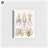 アートメモ帳-Gamochonia–Trichterkraken from Kunstformen der Natur - エルンスト ヘッケル Memo.