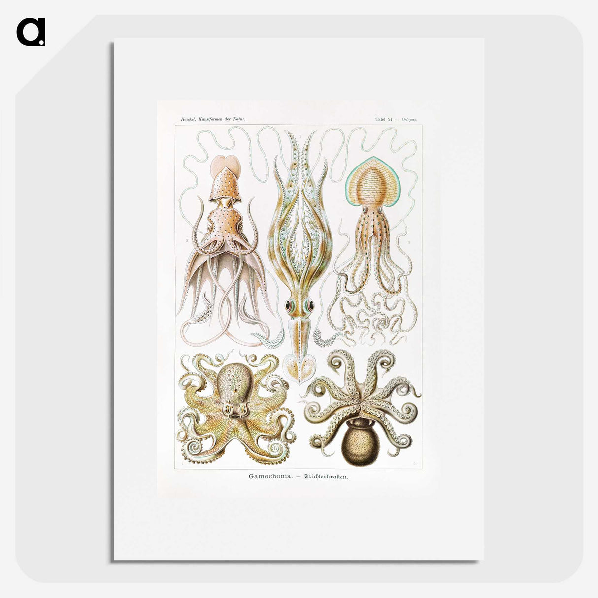 1-46_Ernst-Haeckel_picture