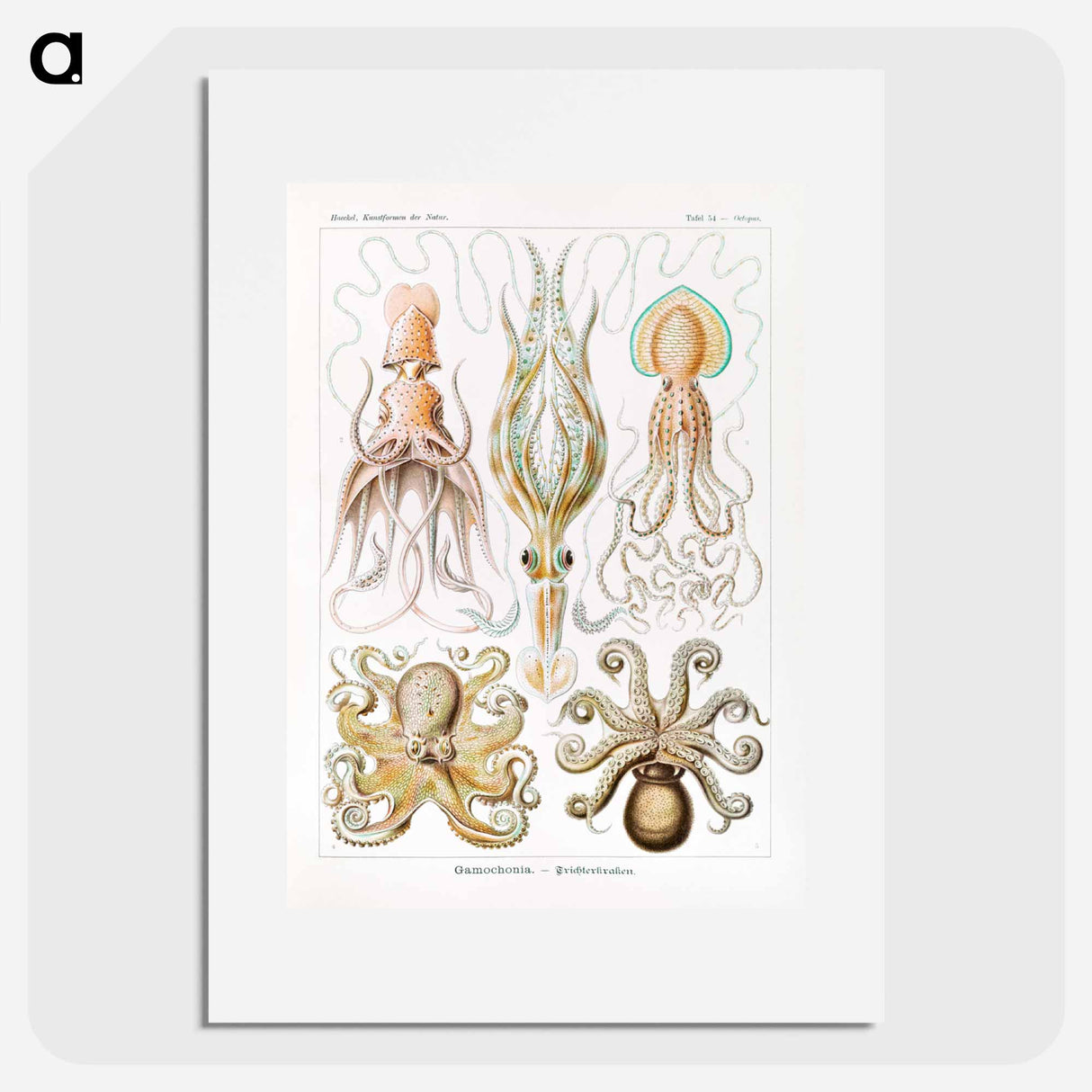 Gamochonia–Trichterkraken from Kunstformen der Natur - エルンスト ヘッケル Poster.