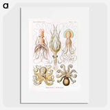 Gamochonia–Trichterkraken from Kunstformen der Natur - エルンスト ヘッケル Poster.