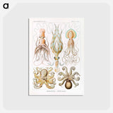 アートポストカード-Gamochonia–Trichterkraken from Kunstformen der Natur - エルンスト ヘッケル Postcard.