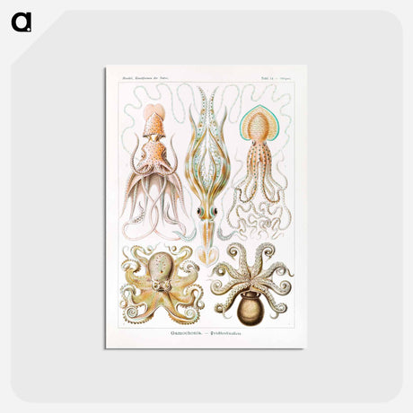 アートポストカード-Gamochonia–Trichterkraken from Kunstformen der Natur - エルンスト ヘッケル Postcard.