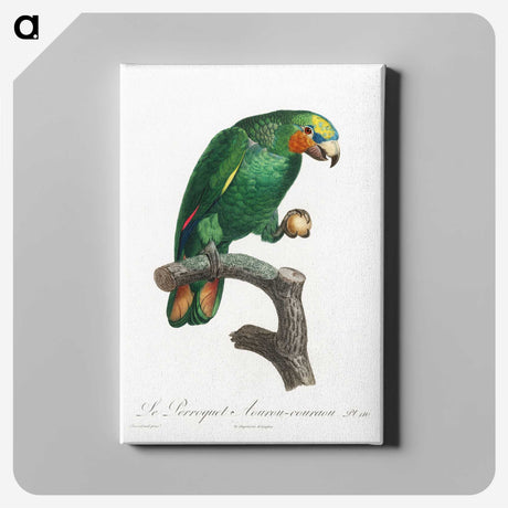 1-46_Francois-Levaillant_canvas
