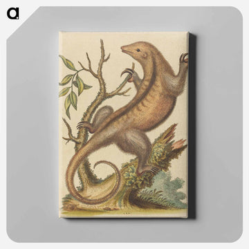 Pygmy Anteater
 - ジョージ エドワーズ Canvas.