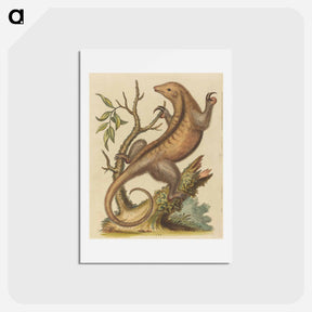 アートポストカード-Pygmy Anteater
 - ジョージ エドワーズ Postcard.