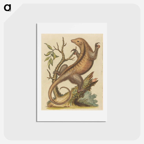 Pygmy Anteater
 - ジョージ エドワーズ Postcard.