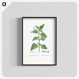 1-46_Histoire-des-Plantes-Grasses_blk