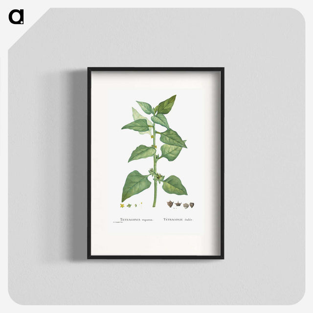 1-46_Histoire-des-Plantes-Grasses_blk