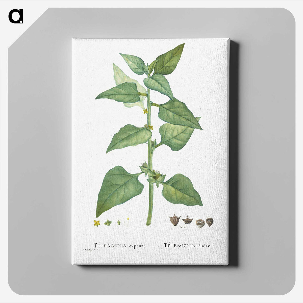 1-46_Histoire-des-Plantes-Grasses_canvas