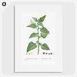 1-46_Histoire-des-Plantes-Grasses_picture
