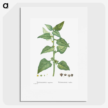 1-46_Histoire-des-Plantes-Grasses_picture