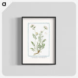 1-46_Hortus-Romanus-Botanical-Plates_blk