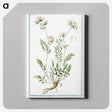 1-46_Hortus-Romanus-Botanical-Plates_canvas