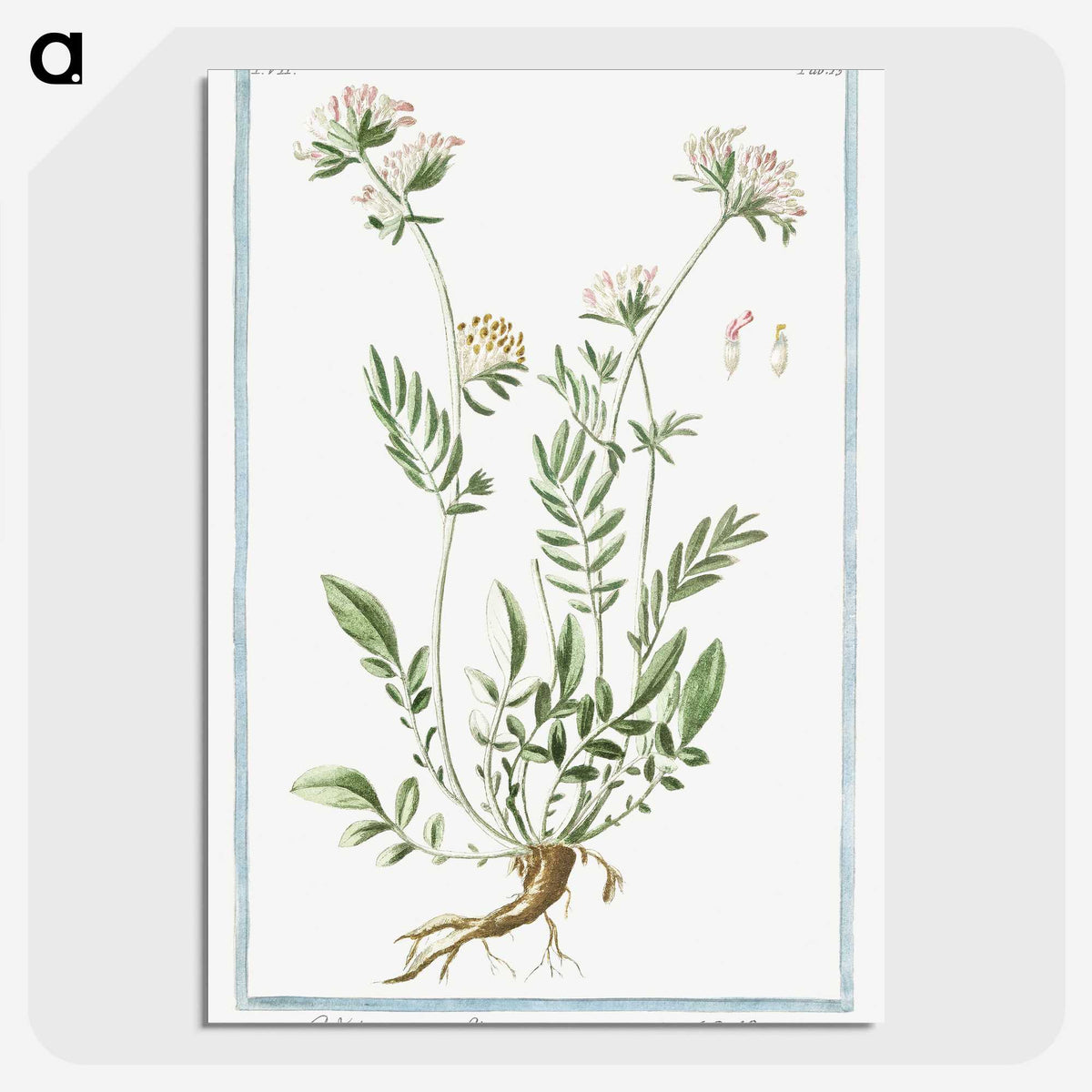 1-46_Hortus-Romanus-Botanical-Plates_picture-crop