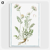 1-46_Hortus-Romanus-Botanical-Plates_picture-crop