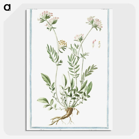 1-46_Hortus-Romanus-Botanical-Plates_picture-crop