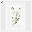 1-46_Hortus-Romanus-Botanical-Plates_picture