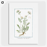 1-46_Hortus-Romanus-Botanical-Plates_picture
