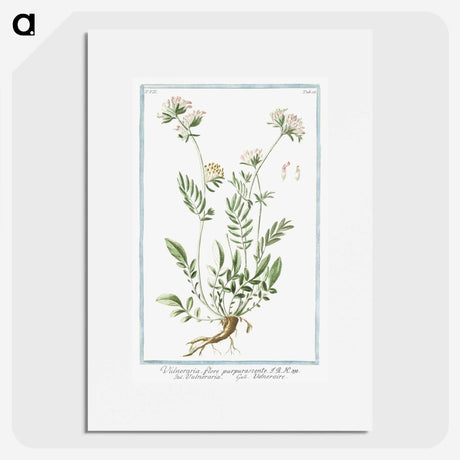1-46_Hortus-Romanus-Botanical-Plates_picture