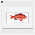 1-46_Ichtyologie-ou-Histoire-naturelle_picture