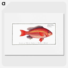 1-46_Ichtyologie-ou-Histoire-naturelle_picture