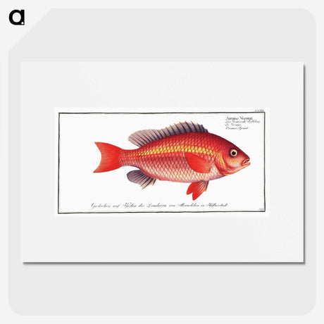 1-46_Ichtyologie-ou-Histoire-naturelle_picture