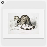 1-46_Indian-Zoology_picture