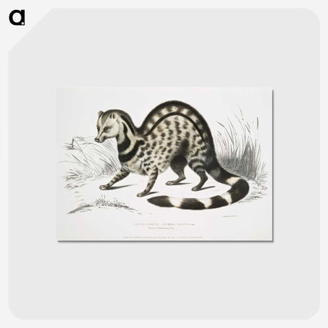 1-46_Indian-Zoology_postcard