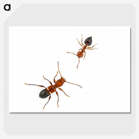 1-46_Insects-Unlocked-Project_picture-crop