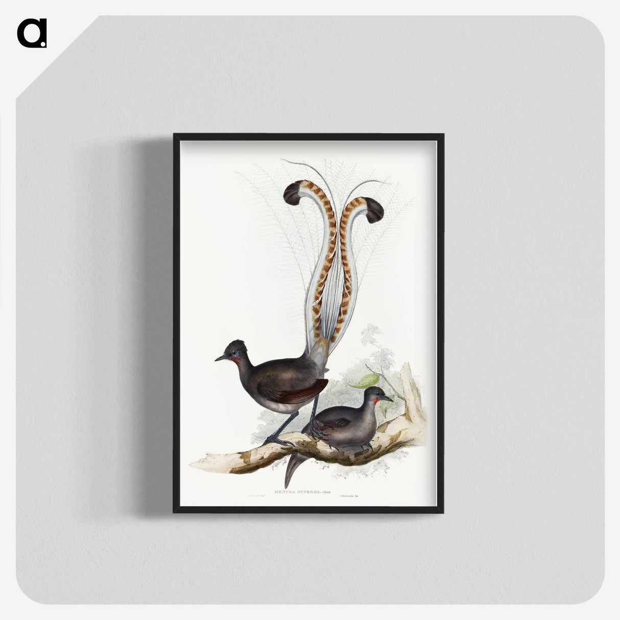 1-46_John-Gould_blk-crop