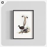 1-46_John-Gould_blk