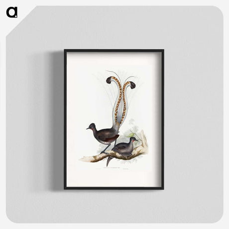 1-46_John-Gould_blk