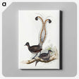 1-46_John-Gould_canvas