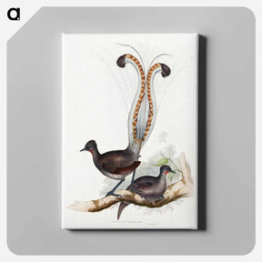 アートパネル-Lyrebird
 - ジョン グールド Canvas.